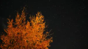 Spalio 4-osios horoskopas: ramus sekmadienis visiems ženklams
